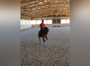Hannoveraner, Stute, 9 Jahre, 165 cm, Dunkelbrauner