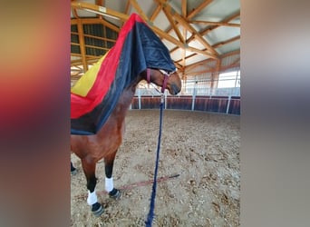 Hannoveraner, Stute, 9 Jahre, 165 cm, Dunkelbrauner
