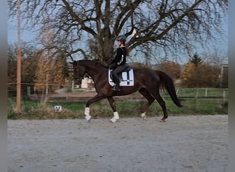 Hannoveraner, Stute, 9 Jahre, 165 cm, Dunkelfuchs