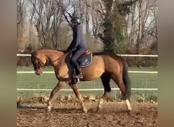 Hannoveraner, Stute, 9 Jahre, 165 cm, Dunkelfuchs