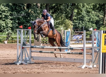 Hannoveraner, Stute, 9 Jahre, 165 cm, Schwarzbrauner