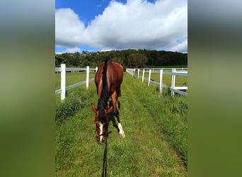 Hannoveraner, Stute, 9 Jahre, 165 cm