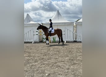 Hannoveraner, Stute, 9 Jahre, 166 cm, Brauner