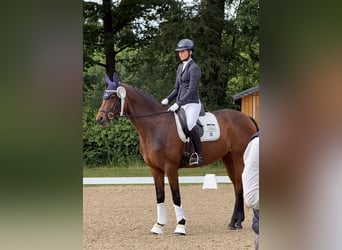 Hannoveraner, Stute, 9 Jahre, 166 cm, Brauner