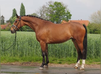 Hannoveraner, Stute, 9 Jahre, 166 cm, Brauner