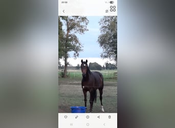 Hannoveraner, Stute, 9 Jahre, 166 cm, Dunkelbrauner