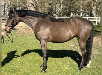 Hannoveraner, Stute, 9 Jahre, 166 cm, Dunkelbrauner