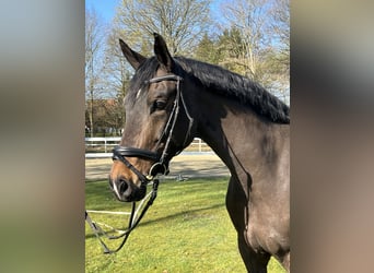 Hannoveraner, Stute, 9 Jahre, 166 cm, Dunkelbrauner