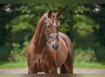 Hannoveraner, Stute, 9 Jahre, 166 cm, Dunkelfuchs