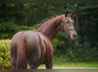 Hannoveraner, Stute, 9 Jahre, 166 cm, Dunkelfuchs
