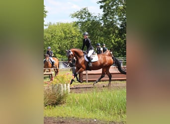 Hannoveraner, Stute, 9 Jahre, 167 cm, Brauner