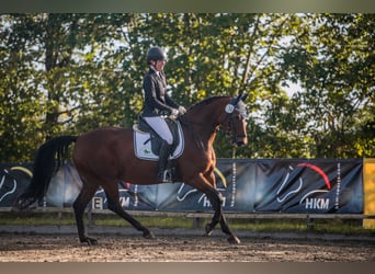 Hannoveraner, Stute, 9 Jahre, 167 cm, Brauner