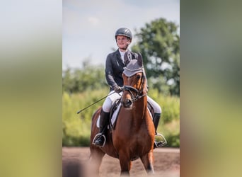Hannoveraner, Stute, 9 Jahre, 167 cm, Brauner