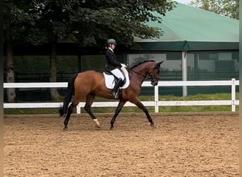 Hannoveraner, Stute, 9 Jahre, 167 cm, Brauner