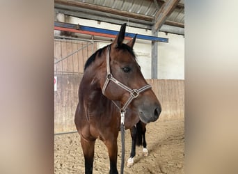 Hannoveraner, Stute, 9 Jahre, 167 cm, Brauner