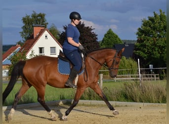 Hannoveraner, Stute, 9 Jahre, 167 cm, Brauner