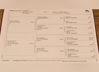 Hannoveraner, Stute, 9 Jahre, 167 cm, Brauner