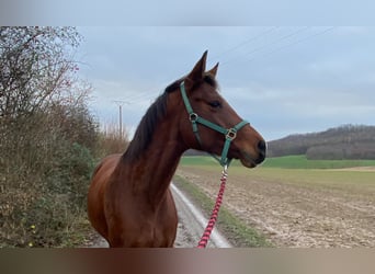Hannoveraner, Stute, 9 Jahre, 167 cm, Brauner