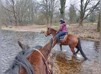 Hannoveraner, Stute, 9 Jahre, 167 cm, Brauner