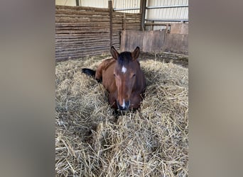 Hannoveraner, Stute, 9 Jahre, 167 cm, Brauner