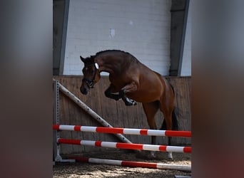 Hannoveraner, Stute, 9 Jahre, 167 cm, Brauner
