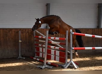 Hannoveraner, Stute, 9 Jahre, 167 cm, Brauner