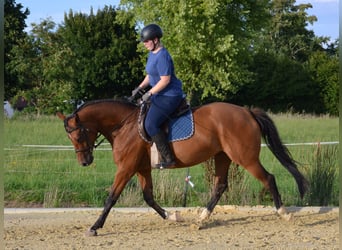 Hannoveraner, Stute, 9 Jahre, 167 cm, Brauner