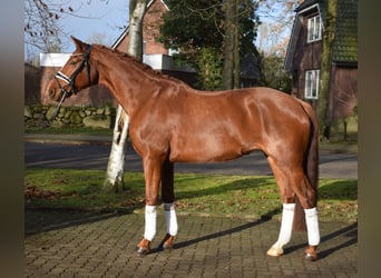 Hannoveraner, Stute, 9 Jahre, 167 cm, Fuchs