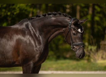 Hannoveraner, Stute, 9 Jahre, 167 cm, Schwarzbrauner