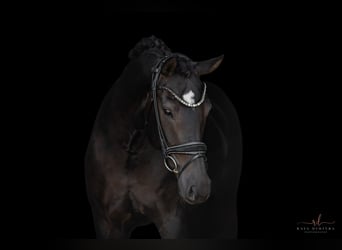 Hannoveraner, Stute, 9 Jahre, 167 cm, Schwarzbrauner