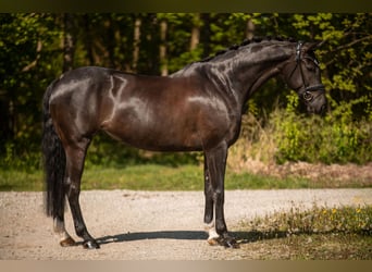 Hannoveraner, Stute, 9 Jahre, 167 cm, Schwarzbrauner