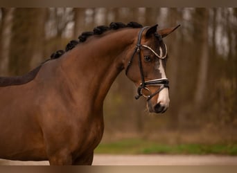 Hannoveraner, Stute, 9 Jahre, 167 cm, Schwarzbrauner