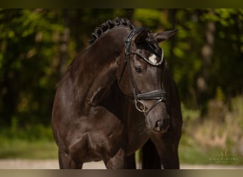 Hannoveraner, Stute, 9 Jahre, 167 cm, Schwarzbrauner