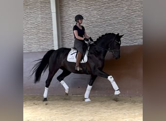 Hannoveraner, Stute, 9 Jahre, 167 cm, Schwarzbrauner