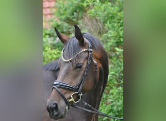 Hannoveraner, Stute, 9 Jahre, 167 cm, Schwarzbrauner