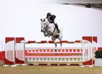 Hannoveraner, Stute, 9 Jahre, 167 cm