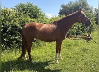 Hannoveraner, Stute, 9 Jahre, 168 cm