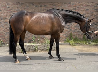 Hannoveraner, Stute, 9 Jahre, 168 cm, Dunkelbrauner