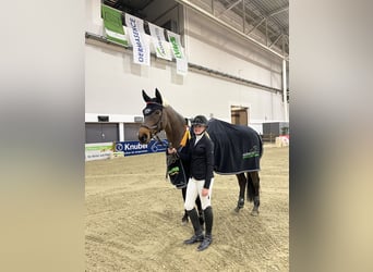 Hannoveraner, Stute, 9 Jahre, 168 cm, Dunkelbrauner