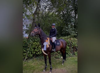 Hannoveraner, Stute, 9 Jahre, 168 cm, Dunkelbrauner