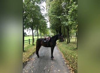 Hannoveraner, Stute, 9 Jahre, 168 cm, Dunkelbrauner