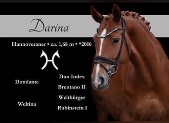 Hannoveraner, Stute, 9 Jahre, 168 cm, Fuchs