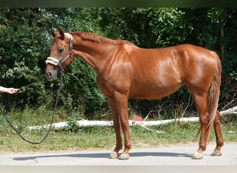 Hannoveraner, Stute, 9 Jahre, 168 cm, Fuchs