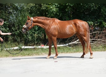 Hannoveraner, Stute, 9 Jahre, 168 cm, Fuchs