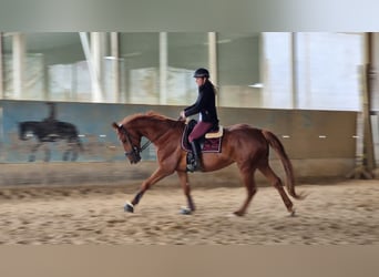 Hannoveraner, Stute, 9 Jahre, 168 cm, Fuchs