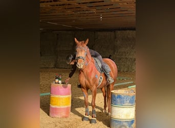 Hannoveraner, Stute, 9 Jahre, 168 cm, Fuchs