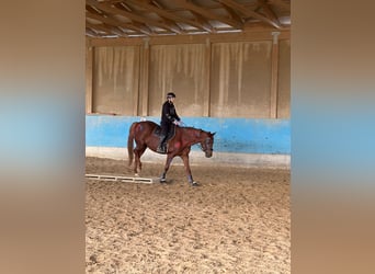 Hannoveraner, Stute, 9 Jahre, 168 cm, Fuchs