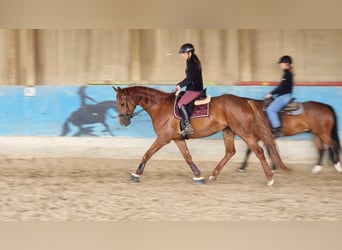 Hannoveraner, Stute, 9 Jahre, 168 cm, Fuchs