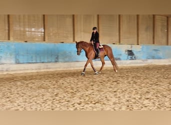 Hannoveraner, Stute, 9 Jahre, 168 cm, Fuchs