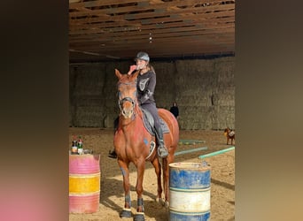 Hannoveraner, Stute, 9 Jahre, 168 cm, Fuchs